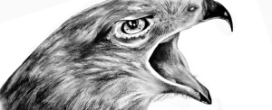 Disegnare un falco