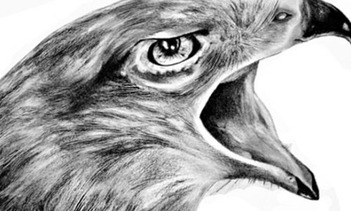 Disegnare un falco